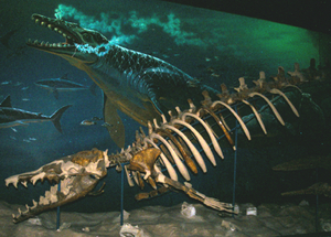 Skelet at Basilosaurus udstillet på The Smithsonian National Museum of Natural History